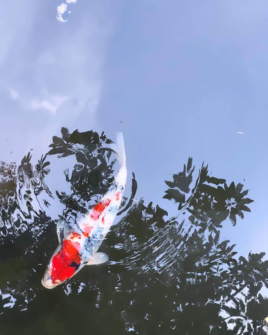 月船さららのインスタグラム：「鯉が綺麗でした。 まるで空を泳いでるみたいに撮れました。 東京なのに緑が気持ち良いところ。  #根津美術館」