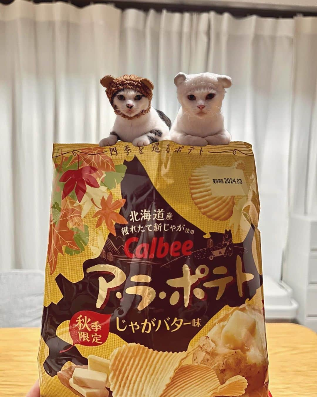 八、おこめさんのインスタグラム写真 - (八、おこめInstagram)「🥔✨ ここ数週間に1人で何袋食べたかな？ 最近常に私専用のおやつの引き出しに入ってる ポテチで1番大好きなや〜つ❣️ そして今も一袋食べた♩ #calbee #アラポテト #ポテチ #ポテトチップ #八おこめ #ねこ部 #cat #ねこ #猫 #ネコ #八おこめ食べ物 #じゃがバター味」11月4日 23時02分 - naomiuno