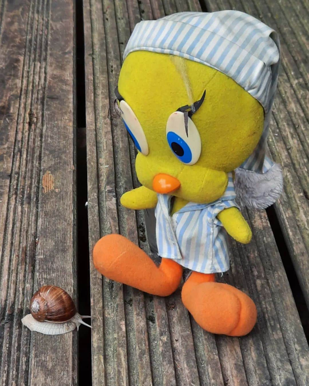 Little Yellow Birdさんのインスタグラム写真 - (Little Yellow BirdInstagram)「It has been raining a lot. A LOT!! Mr. Snail here doesn't seem to mind... #littleyellowbird #tweety #tweetykweelapis #adventures #yellow #bird #weekend #november #autumn #herfst #rain #rainyday #snail #stuffedanimalsofinstagram #plushiesofinstagram」11月4日 22時56分 - tweetykweelapis