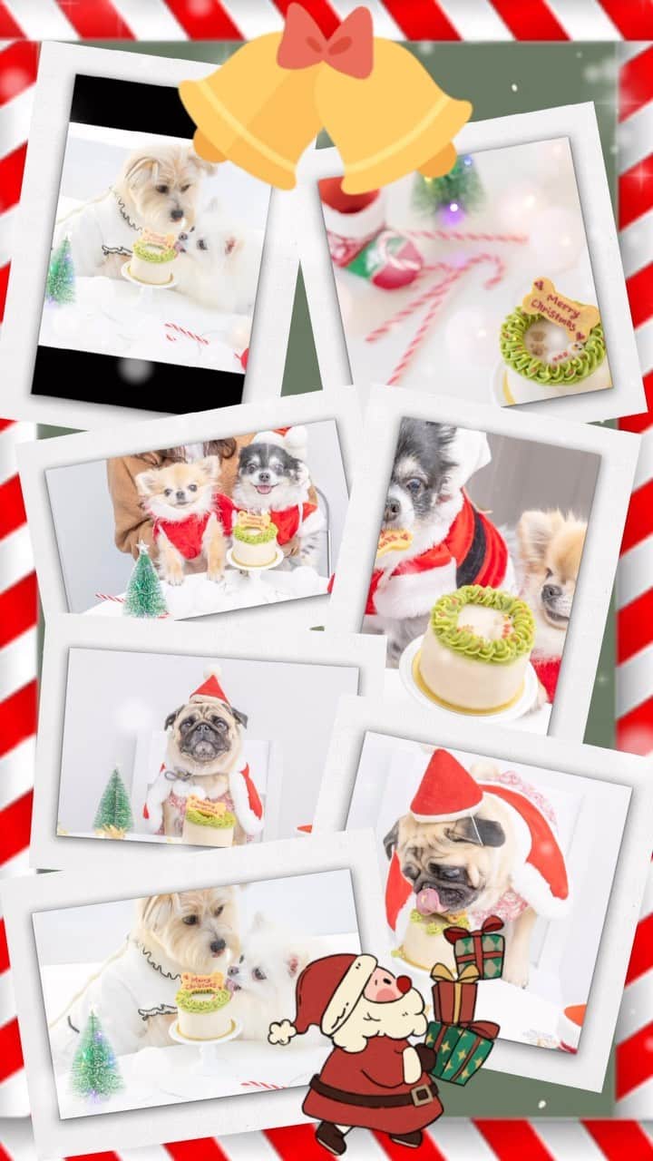 日本サロネーゼ協会のインスタグラム：「. ハロウィンが終わり、 街はクリスマスモードに突入🎄🎅  今年はわんちゃんにも かわいいケーキを作りませんか？  ドギーデコスイーツ認定講座では いろんな種類の犬用スイーツを 学べるので、クリスマスケーキや バースデーケーキが 手作りできるようになりますよ🐶  こちらの犬用クリスマスケーキは、 お肉とお野菜たっぷりで、 みんな美味しそうに パクパク食べてくれました☺️  愛犬のために、 お友達のために、 販売商品としてや レッスンとしてもおすすめ！  わんちゃんを飼っている人も、 飼っていない人も🐾 かわいいドギーケーキを 一緒に作りましょう♡  芦屋、東京、名古屋、福岡、 オンラインでも開講しております。  詳しくはプロフィールより リンクをご覧ください🐶  #ドギーケーキ #ドギースイーツ #ドギーデコスイーツ #ドギーデコスイーツ #犬のクリスマス #犬のクリスマスケーキ #犬用ケーキ #犬用クリスマス #わんちゃんケーキ #わんこのケーキ #わんこのクリスマス #わんことクリスマス #わんことクリスマスパーティー #犬用クリスマス #スイーツモデル犬」