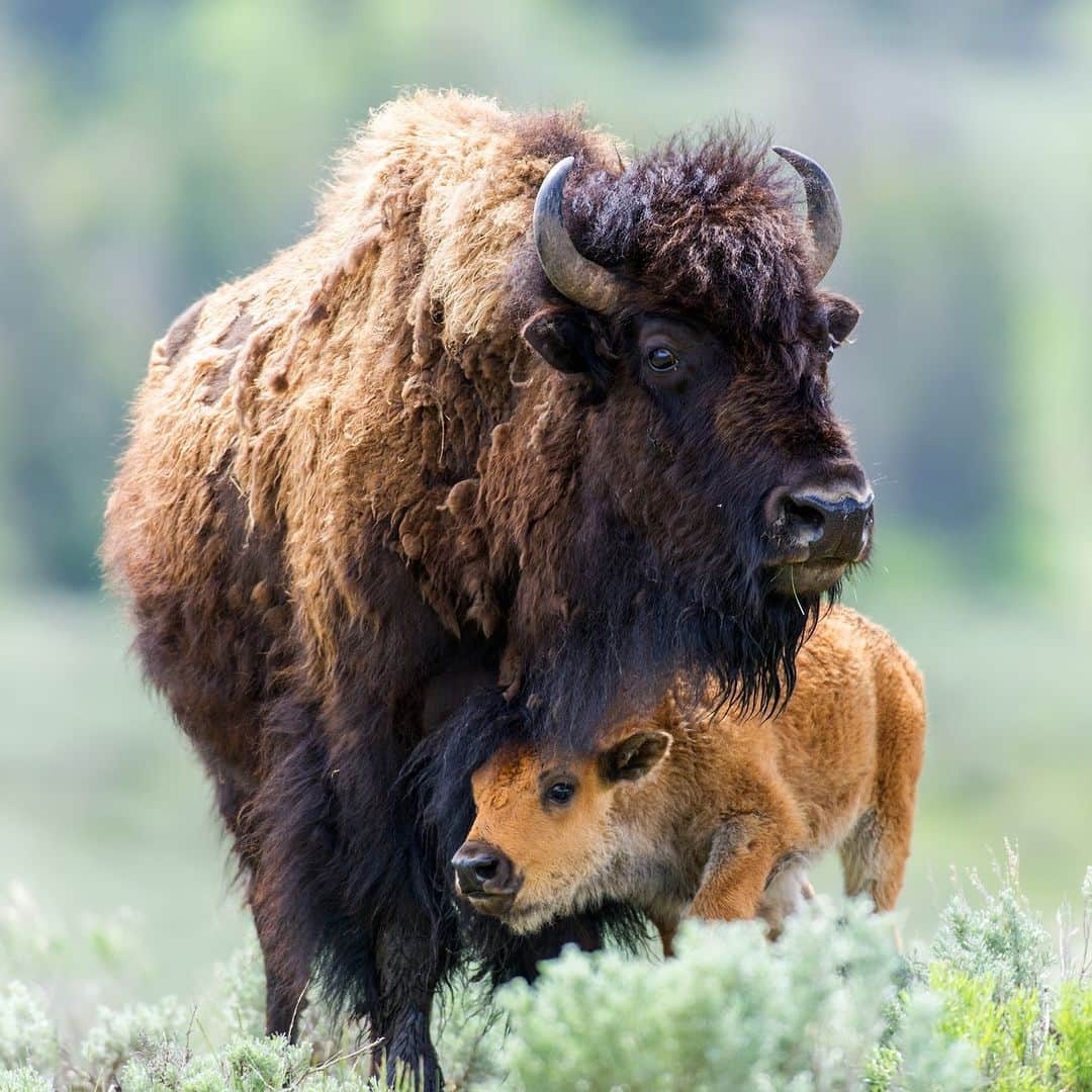 アニマルプラネットのインスタグラム：「Today is #NationalBisonDay! America's national mammal can reach 2,000 lbs, making it the continent's largest land animal. #Bison calves are sometimes called "red dogs" as they are orange-red for their first few months of life! 🧡🦬  #wildlife」
