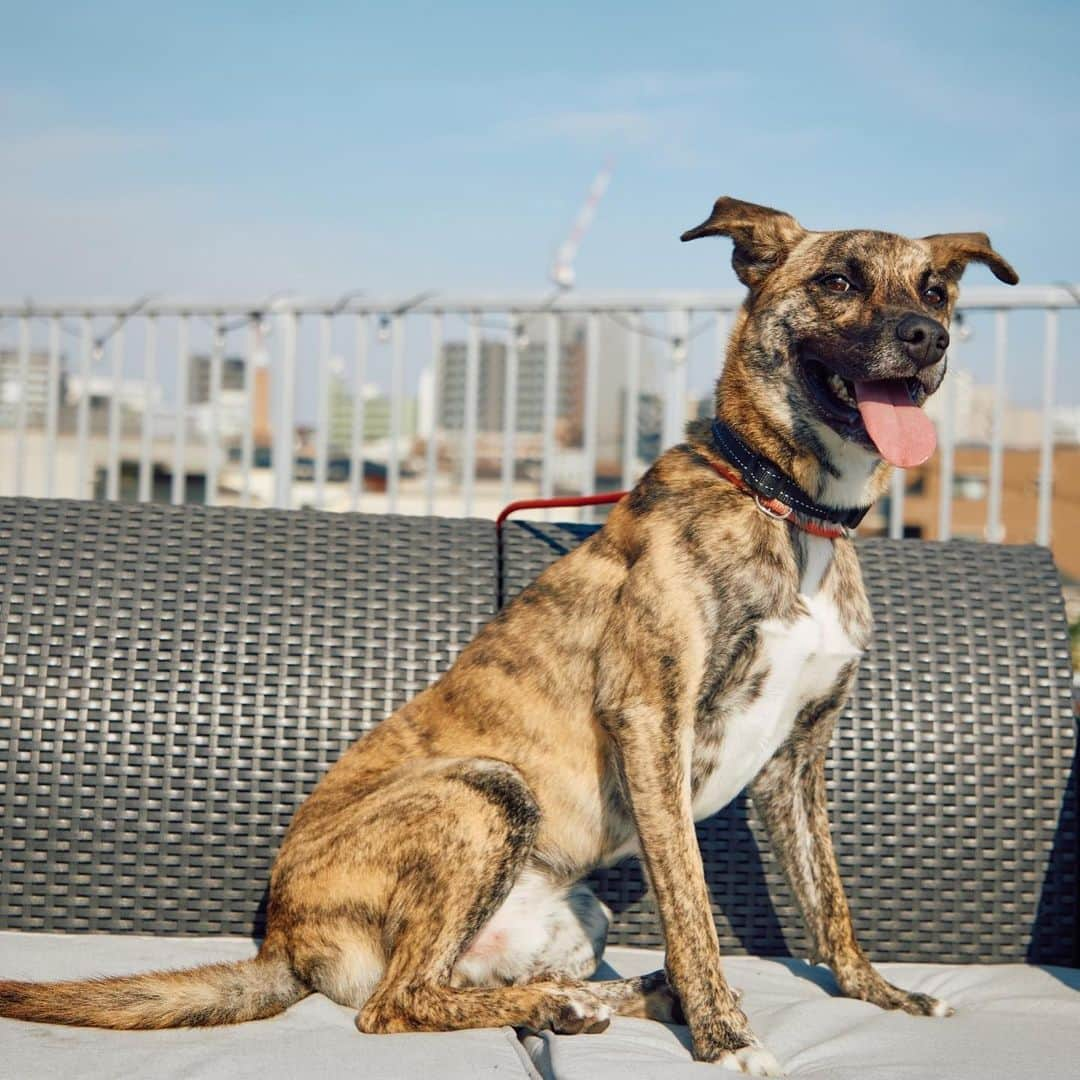 Aya（高本彩）さんのインスタグラム写真 - (Aya（高本彩）Instagram)「@rescue_dog_cat の保護犬達の撮影へ📷この子達はずっとの家族を待っています。みんな優しくて、人が大好き。まだまだ臆病な子もいますが本当に優しい。。  野犬って怖いイメージを持たれがちですが、全然怖くないんですよ。 ちゃんと向き合えばいつかは分かり合えるし、愛していたら愛してくれます。 野犬の可愛さをもっともっとたくさんの方にしってもらいたい。。  そして、写真一枚で繋がる命があるかもしれない。そんな事を祈りながらいつも写真の編集をしているのですが そんな事を教えてくださったのが代表の みほさん、そして @maki_kiriyama さん。  今回も素敵な機会をいただき本当にありがとうございました。  保護犬を家族に迎えようと思っている方がいましたら @rescue_dog_cat にご連絡ください！！  みんな、ずっとの家族をまっています。  #保護犬#保護犬を家族に#野犬#野良犬#photobyaya」11月4日 23時07分 - aya_dream04