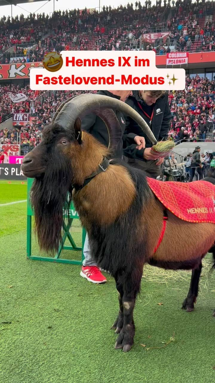 1.FCケルンのインスタグラム：「Heute im ganz besonderen Dress ✨🔴⚪️ ___ #effzeh #KOEFCA」