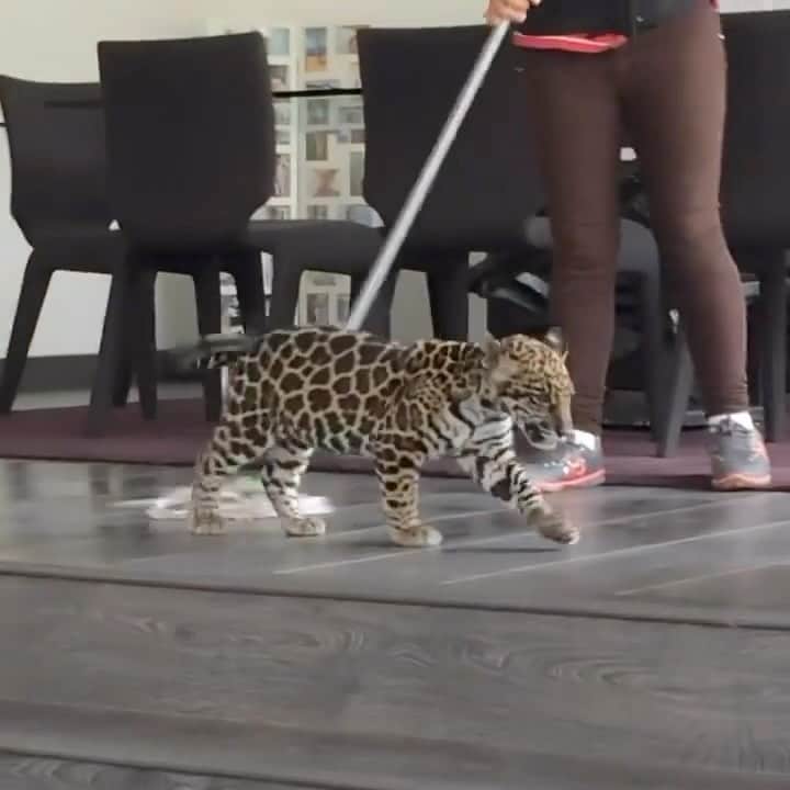 Black Jaguar-White Tiger のインスタグラム：「Matzuli vs The Mop :)」