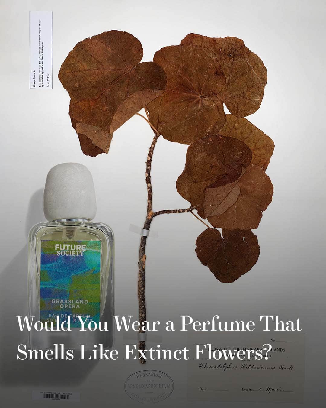Harper's BAZAARのインスタグラム：「Many companies look to the future to create innovative fragrances. But new beauty company @futuresociety is drawing inspiration from the past, using biotechnology to revive lost flowers.  “The beauty industry has been embracing biotech for years now, with ingredients like hyaluronic acid that are already being derived using biotech processes,” says Jasmina Aganovic, founder and CEO of Future Society. “But as the production cost has come down, it’s enabled a lot of other possibilities.”  At Future Society, this meant looking to scientists who, using preserved botanical specimens collected at Harvard University’s Herbaria, sequenced the genetic codes of extinct flowers dating back to 1812, which was then used to source a mix of notes—synthetic, natural, and bioengineered—inspired by the scent molecules of the extinct flowers.  Keep reading at the link in bio.」