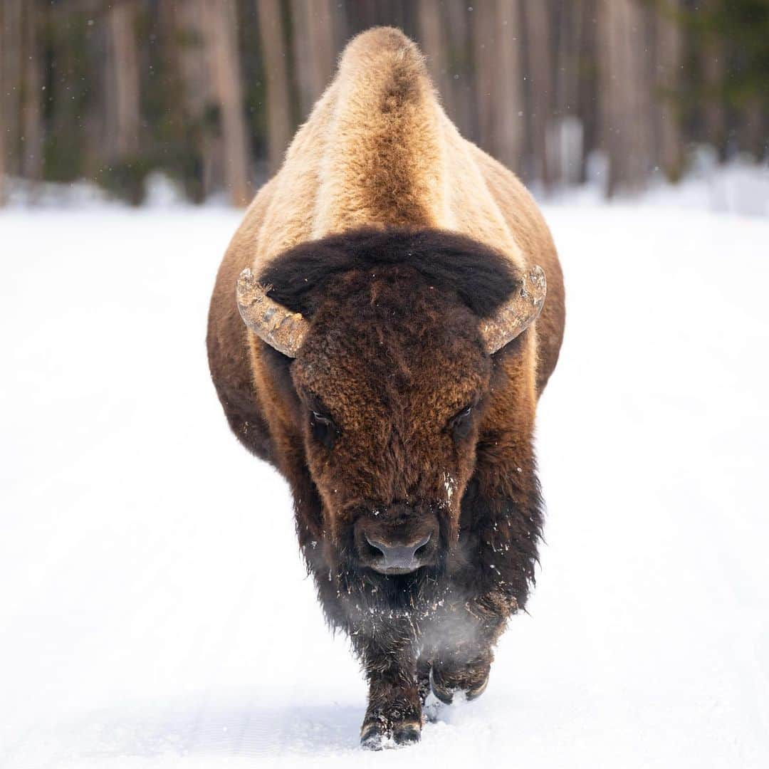 アメリカ内務省のインスタグラム：「On National Bison Day, we celebrate this majestic symbol of strength and resilience.    This magnificent animal joins the ranks of the bald eagle as the official symbol of our country — and much like the eagle, they’re a symbol of our American identity and one of the greatest conservation success stories of all time. Since the late 19th century, Interior — in collaboration with Tribes, states and conservationists — has been the primary national conservation steward of the bison and manages:    🦬 19 bison herds  🦬 11,000 bison  🦬 on 4.6 million acres of public lands  🦬 in 12 states    Photo by Jacob W. Frank / NPS    #bison #nationalbisonday #wildlife #publiclands   Alt Text: A bison walks on a snowy path with trees in the distance.」