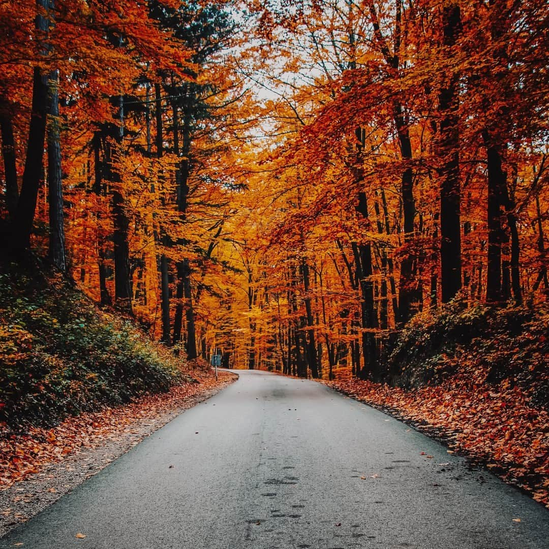 DAILYLOOKのインスタグラム：「Take the long way home and relax this weekend! Photo by Benjamin Voros on Unpslash #autumncolors #weekendvibes #cozyup」