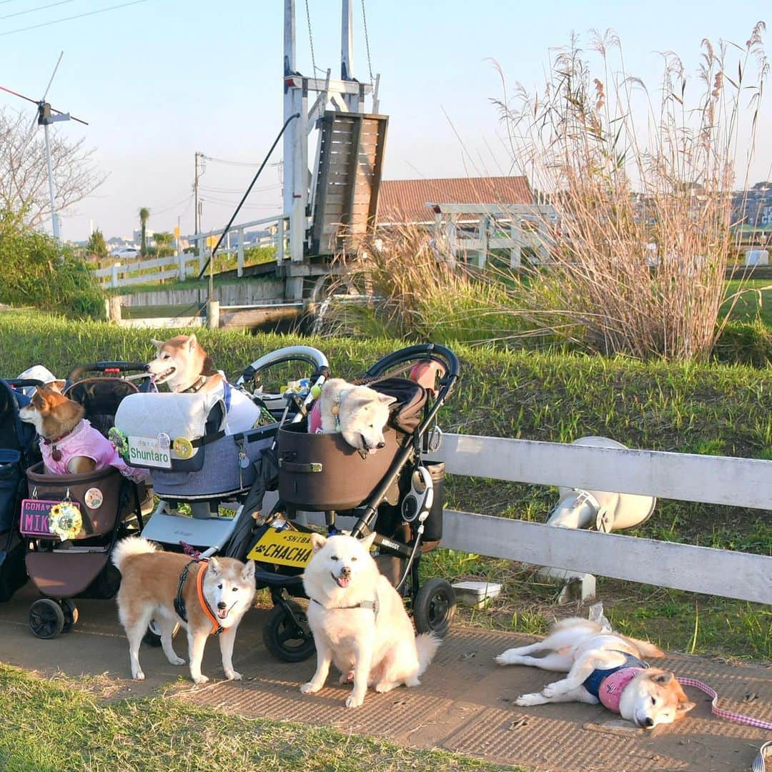 meekooさんのインスタグラム写真 - (meekooInstagram)「DOGE DAYイベント🐕✨ 遊びに来ていたおともだち😊 みんなかわいい〜🥰 撮れなかった子が沢山います…ごめんなさい🙏 2023.11.2 #チームかぼす」11月5日 0時01分 - meekoo