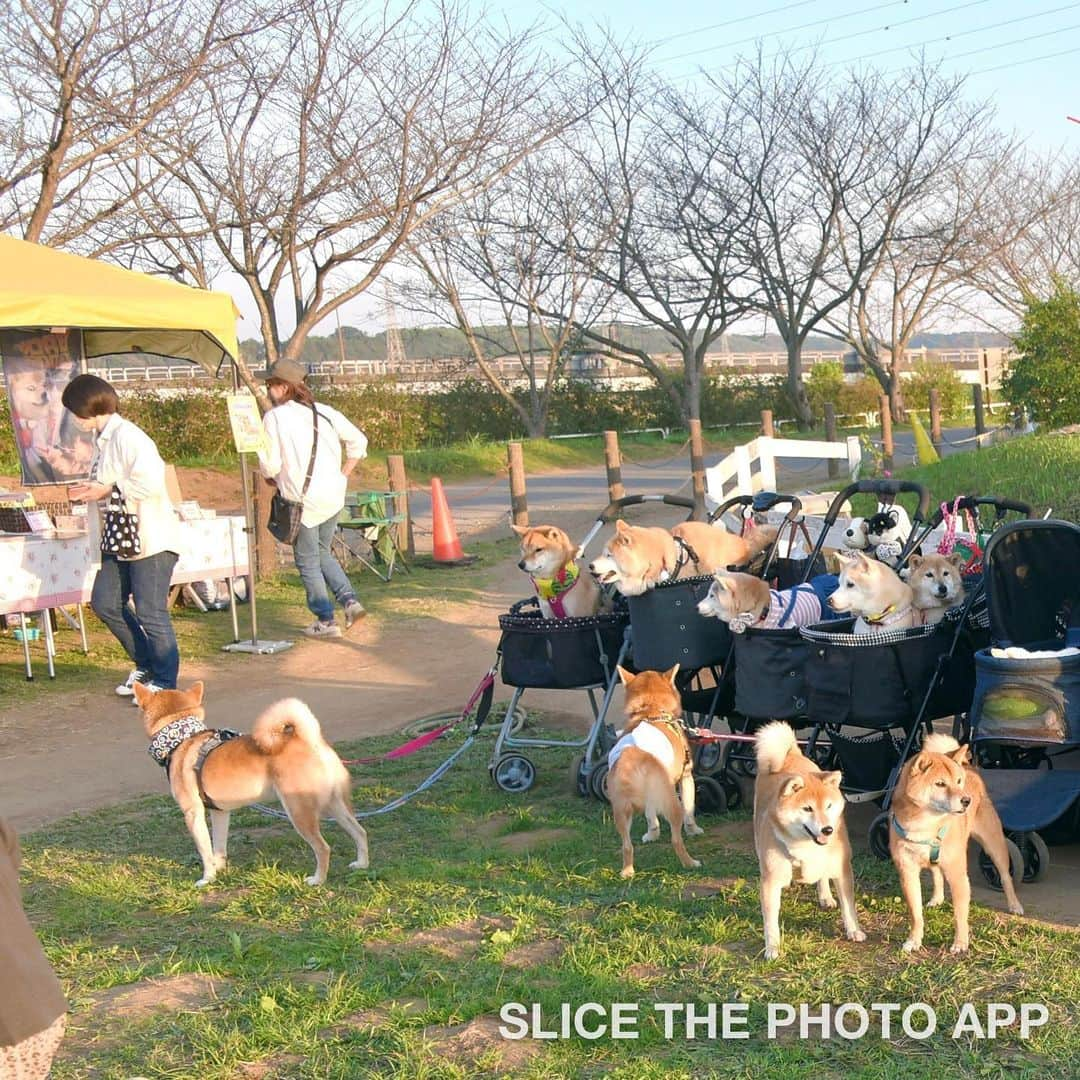 meekooさんのインスタグラム写真 - (meekooInstagram)「DOGE DAYイベント🐕✨ 遊びに来ていたおともだち😊 みんなかわいい〜🥰 撮れなかった子が沢山います…ごめんなさい🙏 2023.11.2 #チームかぼす」11月5日 0時01分 - meekoo