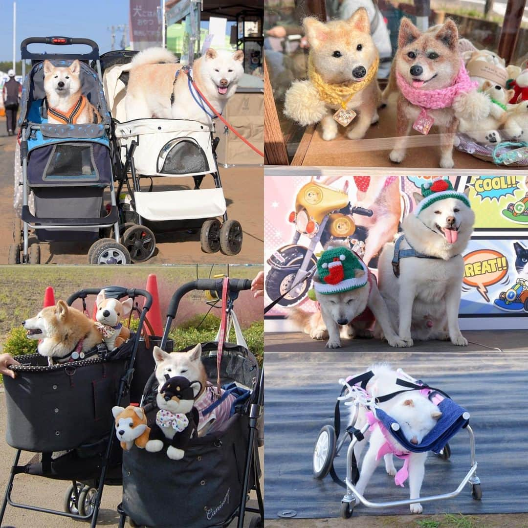 meekooさんのインスタグラム写真 - (meekooInstagram)「DOGE DAYイベント🐕✨ 遊びに来ていたおともだち😊 みんなかわいい〜🥰 撮れなかった子が沢山います…ごめんなさい🙏 2023.11.2 #チームかぼす」11月5日 0時01分 - meekoo