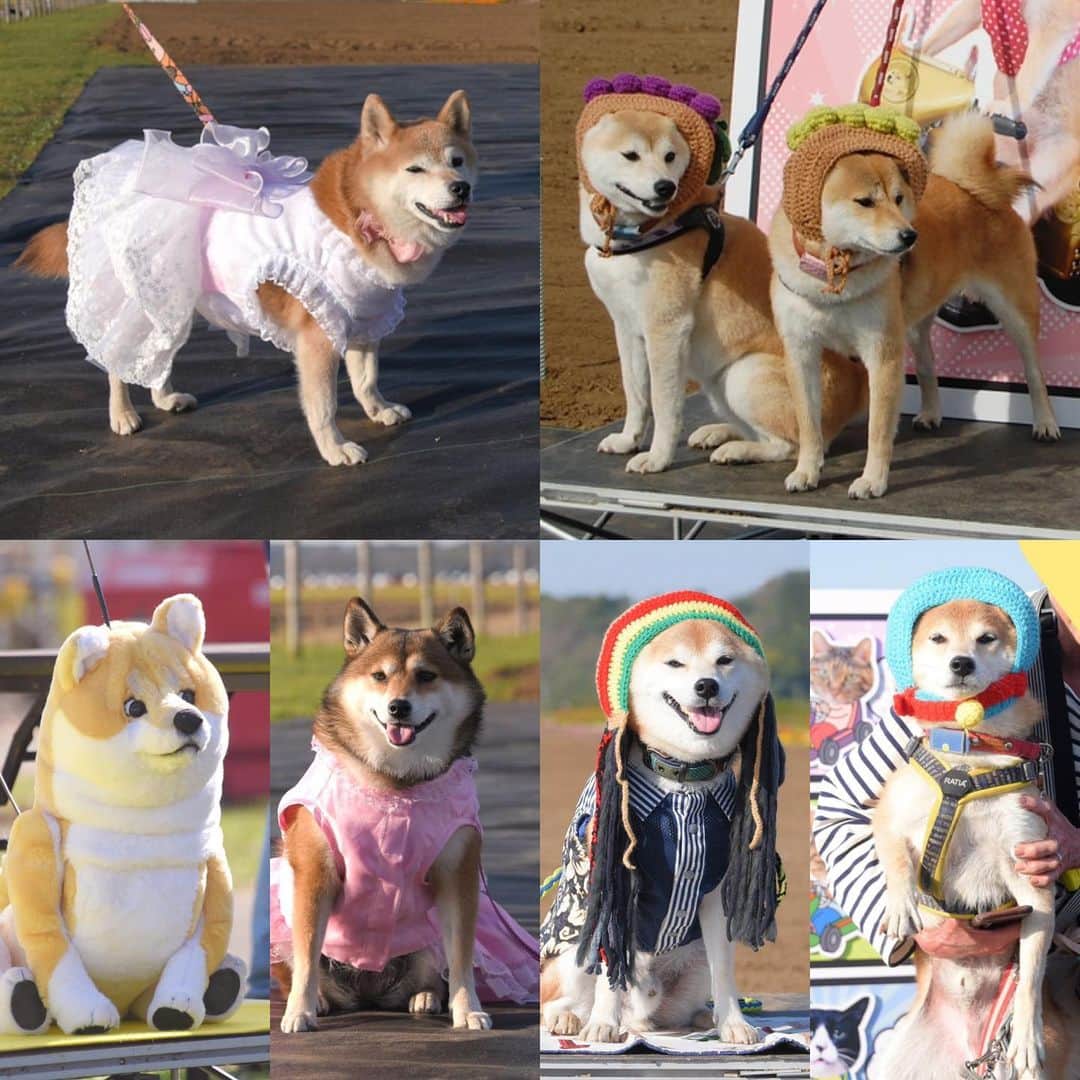meekooのインスタグラム：「DOGE DAYイベント🐕✨ 遊びに来ていたおともだち😊 みんなかわいい〜🥰 撮れなかった子が沢山います…ごめんなさい🙏 2023.11.2 #チームかぼす」
