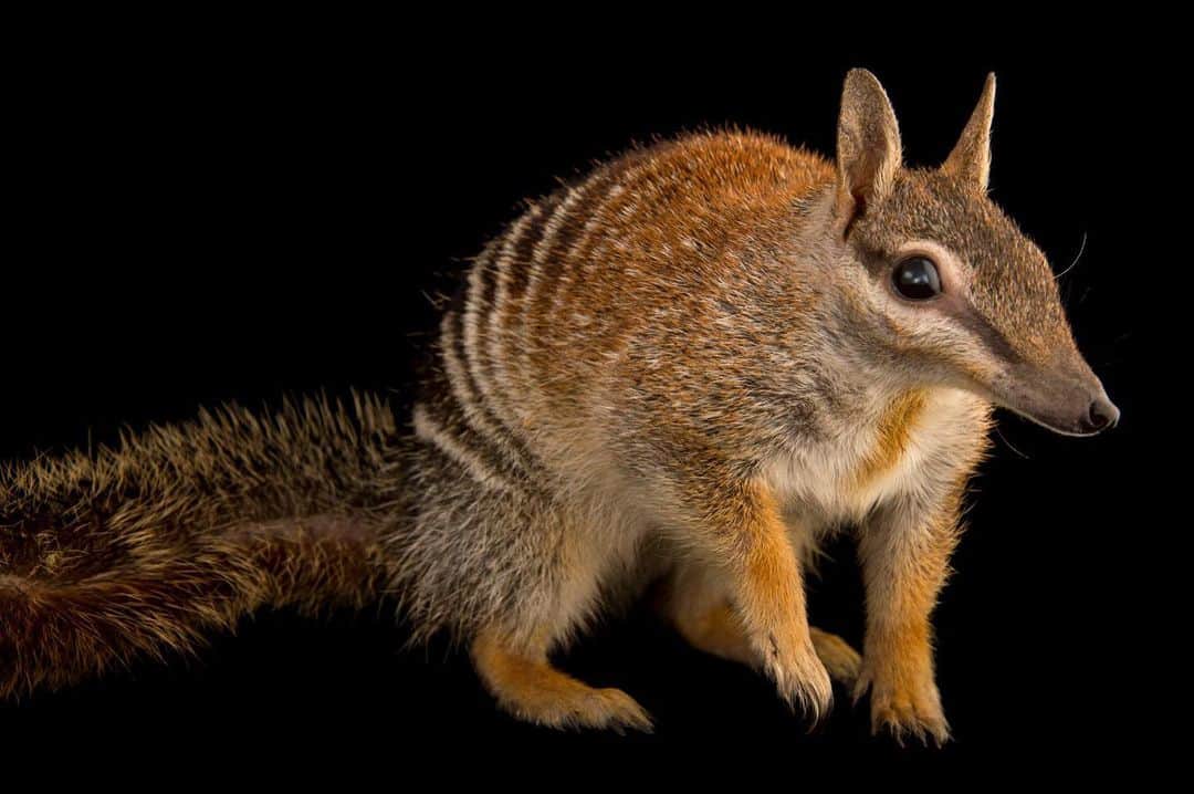 Joel Sartoreのインスタグラム：「Not a fan of termites? Then this numbat at Healesville Sanctuary (@zoosvictoria) is your new best friend. An endangered marsupial from Australia, the numbat eats termites exclusively, consuming up to 20,000 in a single day! This mass consumption of termites actually provides the numbat with enough water so that they do not need to drink - their feeding habits alone keep them hydrated.   #worldnumbatday #numbat #animal #wildlife #marsupial #photography #animalphotography #wildlifephotography #studioportrait #PhotoArk @insidenatgeo」