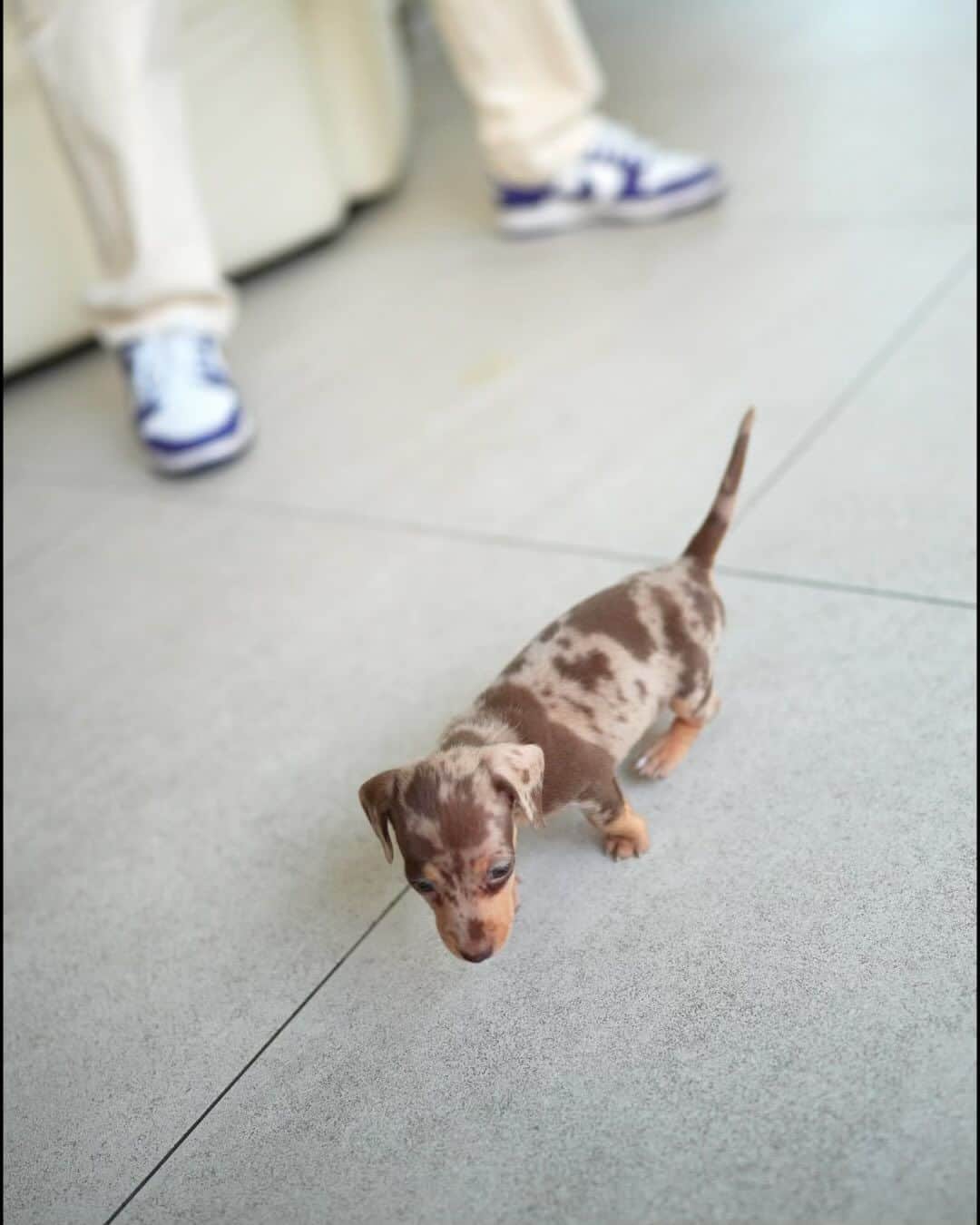Rolly Pups INCのインスタグラム：「Brownie the beautiful girl Dachshund’s only obstacle is to get to her new loving family soon!🤣 Her rare chocolate dapple color will make it easier to find who will love her forever💕」