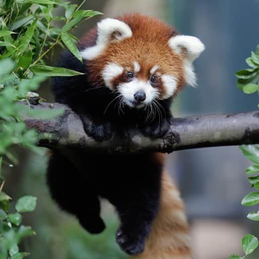 San Diego Zooのインスタグラム：「You and Pavitra go head-to-head in a pull-up competition. Who’s winning? 🏆  📸: Charles Frey  #Exercise #RedPanda #Cub #Pullup #SanDiegoZoo」