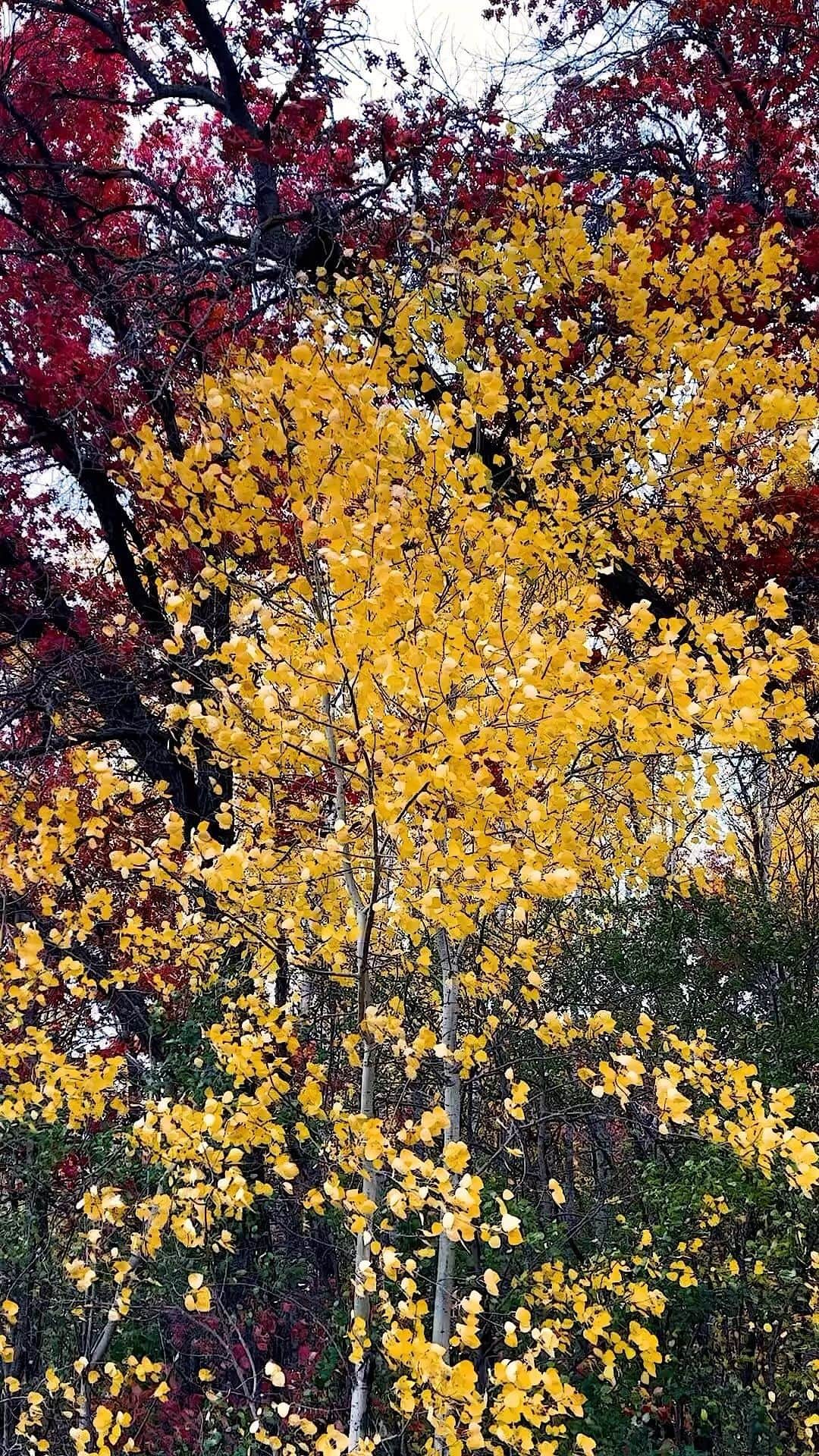 National Geographic Travelのインスタグラム：「Video by @sarah_stacke | When fall color peaks in Minnesota it’s breathtaking. No walk or drive is too long with scenery like this.  See more remarkable places and people @sarah_stacke.」