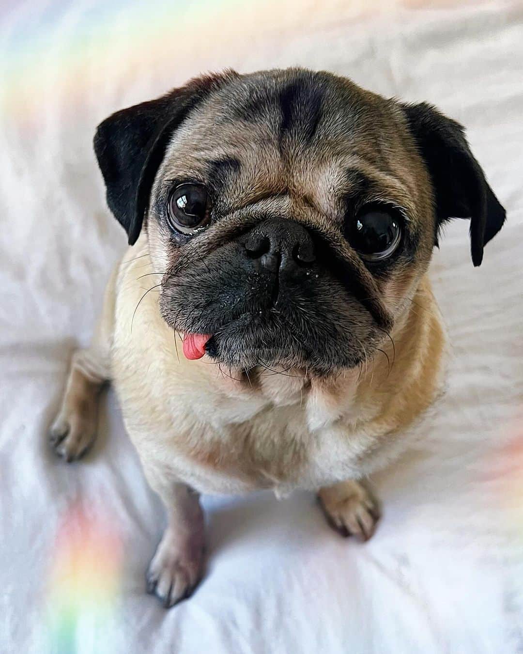 itsdougthepugのインスタグラム：「“Do u promise to love and support my dreams forever and always?” -Doug  If my friends could take just one moment to follow @nonipup, the company Doug has worked so hard on to help dogs, it would make his whole day 🌈 Exciting announcement coming soon that you don’t want to miss!」