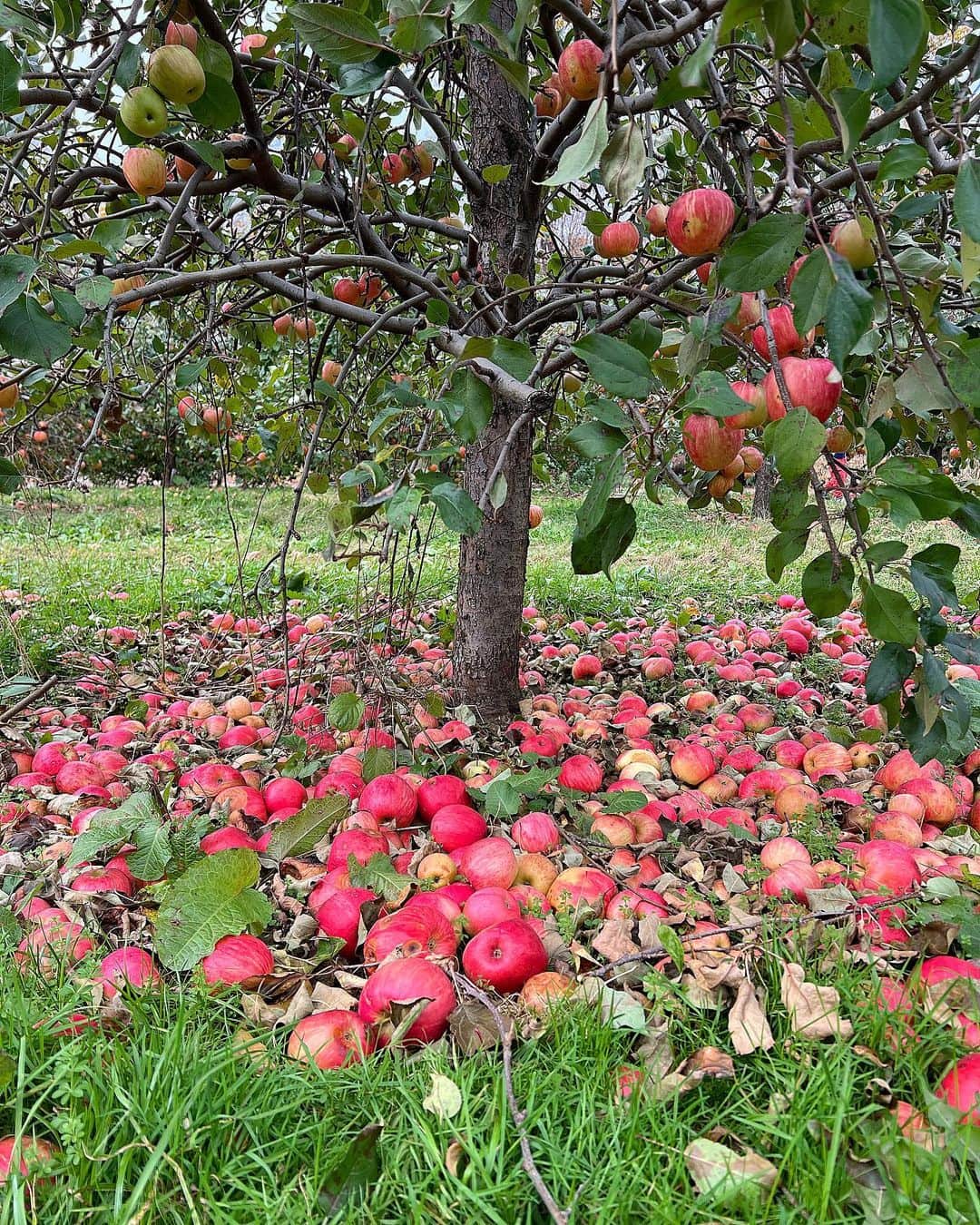 ミン さんのインスタグラム写真 - (ミン Instagram)「Now what am I gonna do with a basket full of apples I picked today? 🍎 #applepicking」11月5日 11時15分 - therealminnn