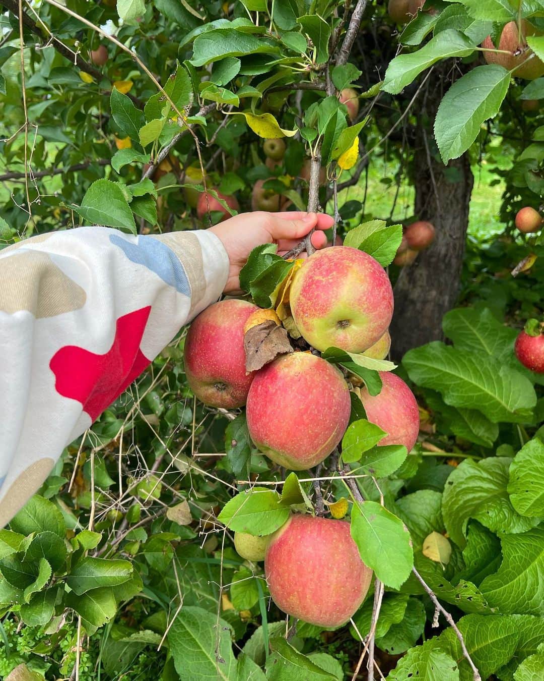 ミン さんのインスタグラム写真 - (ミン Instagram)「Now what am I gonna do with a basket full of apples I picked today? 🍎 #applepicking」11月5日 11時15分 - therealminnn