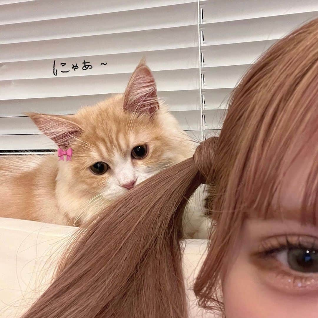 砂糖華さんのインスタグラム写真 - (砂糖華Instagram)「に  ゃ  あ ~ 🐈 🐾」11月5日 11時30分 - __162cm_