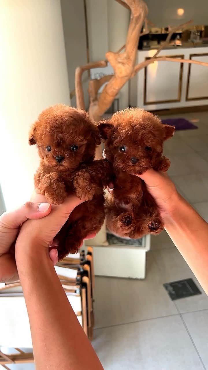 Rolly Pups INCのインスタグラム：「Incredibly tiny little micro poodle siblings🥹 these beautiful pups loves people and has lovable personalities🥰 Rolly strongly recommends these babies for sweet and caring families❤️  #redpoodle #teacupoodle #poodlepuppy #petlover」