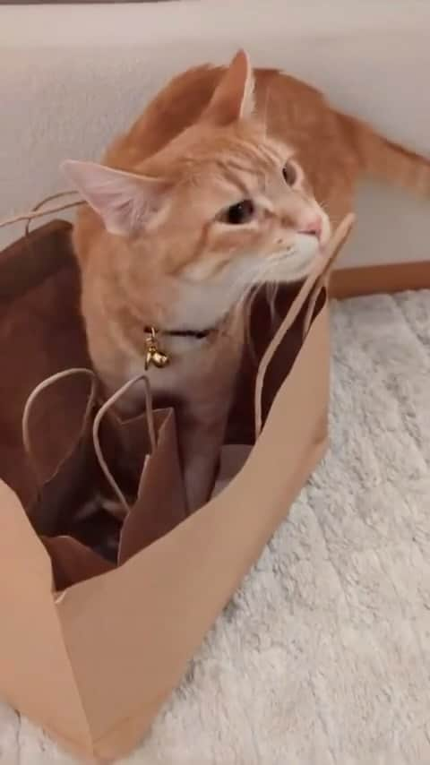 ルピタ・ニョンゴのインスタグラム：「The Adventures of Yoyo, episode 1. Wait for it… #YOYOYYO #Caturday #orangecatbehavior #adoptdontshop」