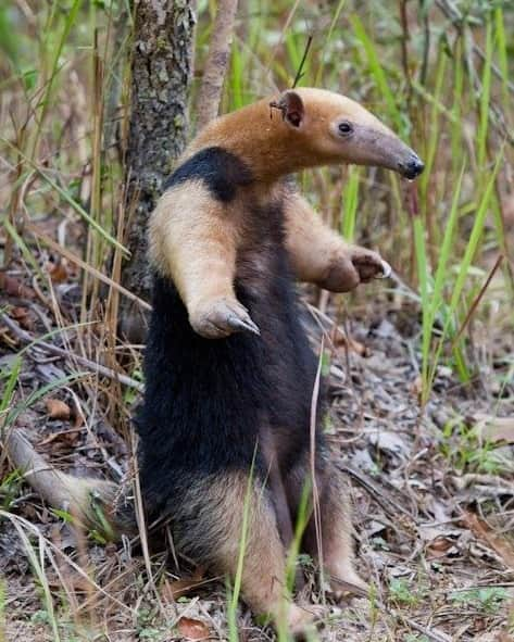 アメリカ自然史博物館さんのインスタグラム写真 - (アメリカ自然史博物館Instagram)「Have you ever seen the southern tamandua (Tamandua tetradactyla)? It’s a species of anteater from the forests of South America. It munches on ants and termites, using its 15.7-in (40-cm)- long tongue to scoop up prey into its toothless mouth. It digests meals with the help of a strong gizzard. When it feels threatened, this critter may emit a stinky secretion—said to be more potent than a skunk’s—from its anal glands.  Photo: Sinara Ferraz, CC BY 2.0, flickr #wildlife #biodiversity #nature #amazingnature #didyouknow #animalfacts」11月5日 5時10分 - amnh