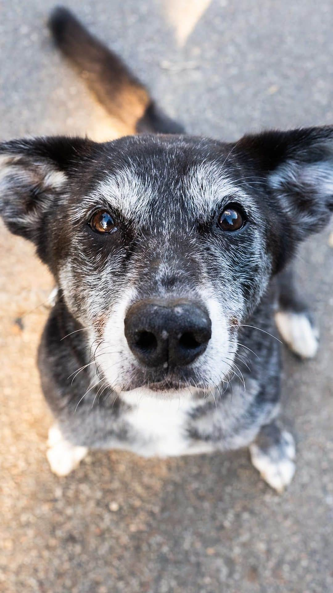 The Dogistのインスタグラム：「Clyde, Catahoula Leopard Dog (13 y/o), McCarren Park, Brooklyn, NY • “She’s anxious – sounds and people make her anxious. She came from Virginia – I’ve had her since she was two months old. She’s on a kidney diet, but she can have a cookie. We gotta live a little.” A rescue via @animalleague」