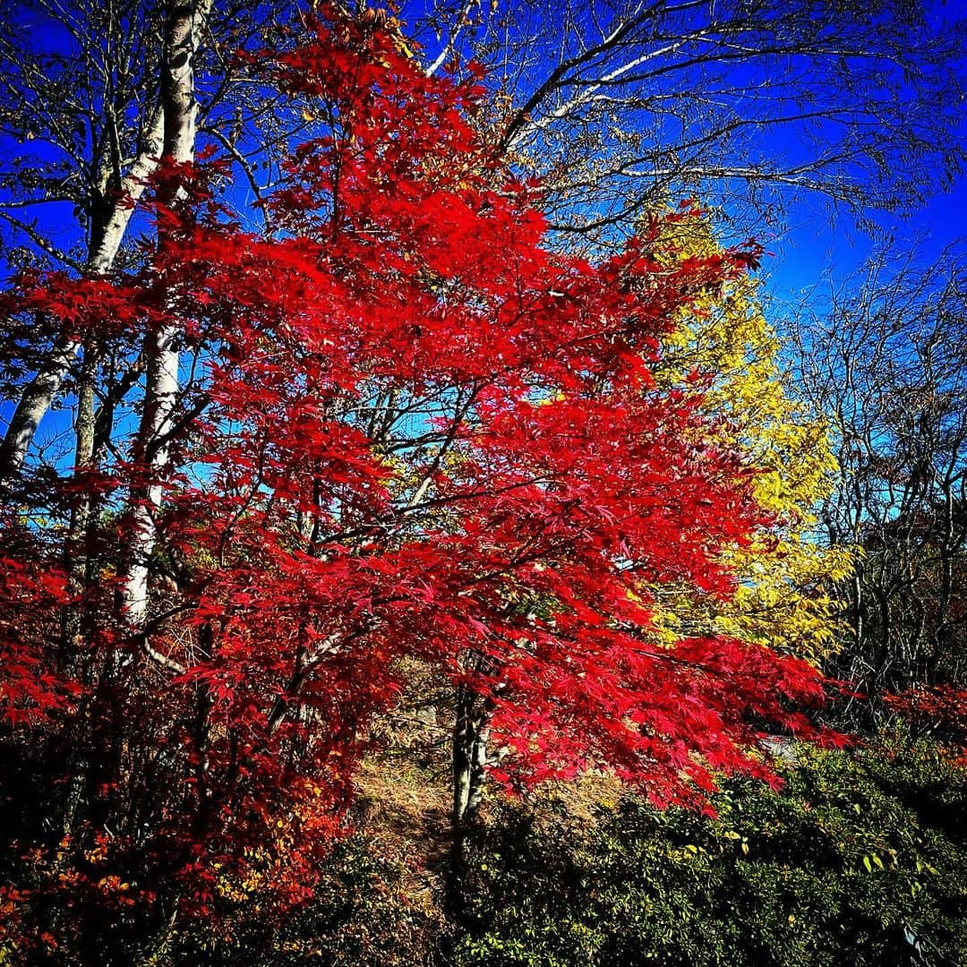 石田昌宏さんのインスタグラム写真 - (石田昌宏Instagram)11月5日 6時13分 - masahiro_ishida_