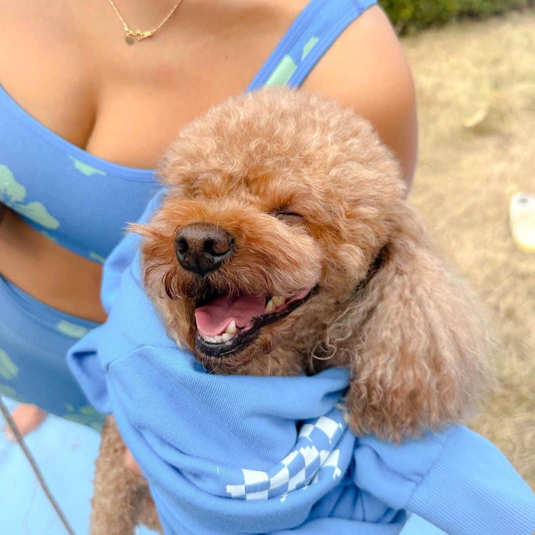 大下瞳美のインスタグラム：「チョコ🍫社長お気に入りのDOGYOGA🐩🐕🐩❤️  ドッグヨガやってるとわんちゃん達みんな笑顔になるよ😆✨ チョコは解放されすぎて寝てるんだか、笑ってるんだか😂  なんだか幸せそうな姿見てると改めて愛犬との関わり方を考えさせられる時間になりました☺️✨  この度@hiroshima_biogance のおやつをご協賛いただきました🐩  DOGYOGAのインストラクターは　@fuu.uu.thie 先生👩‍🏫 次回の開催は11月26日だよ。  #ドッグヨガ #プードル #リバーサイドヨガ #doglover  #yogalove  #suryoga」