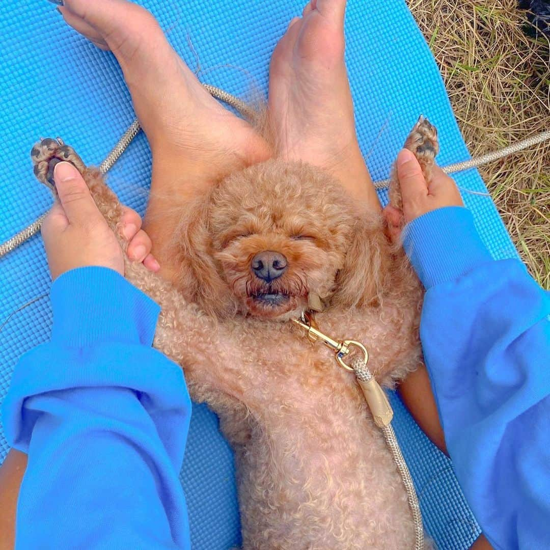 大下瞳美さんのインスタグラム写真 - (大下瞳美Instagram)「チョコ🍫社長お気に入りのDOGYOGA🐩🐕🐩❤️  ドッグヨガやってるとわんちゃん達みんな笑顔になるよ😆✨ チョコは解放されすぎて寝てるんだか、笑ってるんだか😂  なんだか幸せそうな姿見てると改めて愛犬との関わり方を考えさせられる時間になりました☺️✨  この度@hiroshima_biogance のおやつをご協賛いただきました🐩  DOGYOGAのインストラクターは　@fuu.uu.thie 先生👩‍🏫 次回の開催は11月26日だよ。  #ドッグヨガ #プードル #リバーサイドヨガ #doglover  #yogalove  #suryoga」11月5日 6時47分 - hitomiooshita