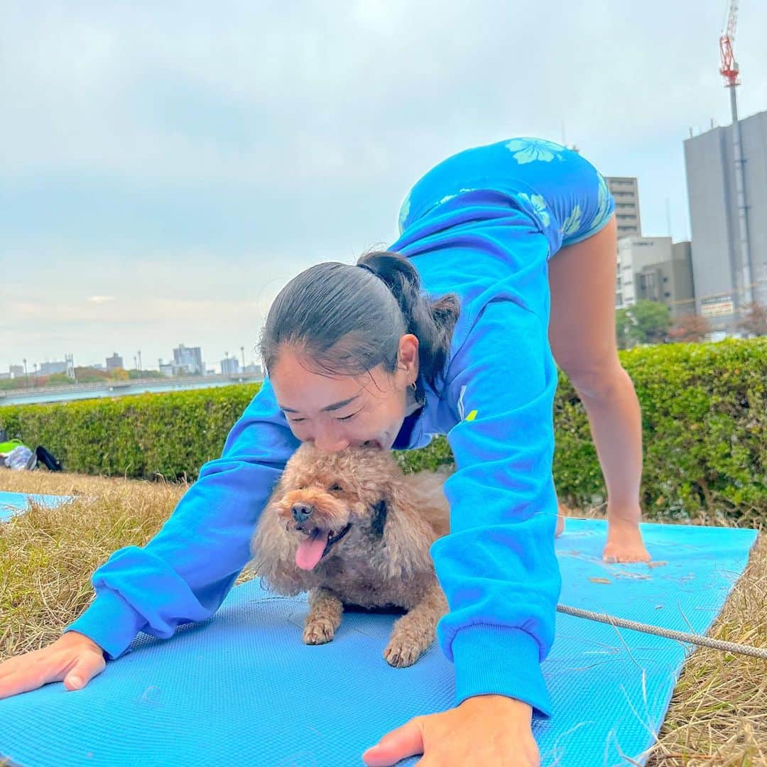 大下瞳美さんのインスタグラム写真 - (大下瞳美Instagram)「チョコ🍫社長お気に入りのDOGYOGA🐩🐕🐩❤️  ドッグヨガやってるとわんちゃん達みんな笑顔になるよ😆✨ チョコは解放されすぎて寝てるんだか、笑ってるんだか😂  なんだか幸せそうな姿見てると改めて愛犬との関わり方を考えさせられる時間になりました☺️✨  この度@hiroshima_biogance のおやつをご協賛いただきました🐩  DOGYOGAのインストラクターは　@fuu.uu.thie 先生👩‍🏫 次回の開催は11月26日だよ。  #ドッグヨガ #プードル #リバーサイドヨガ #doglover  #yogalove  #suryoga」11月5日 6時47分 - hitomiooshita