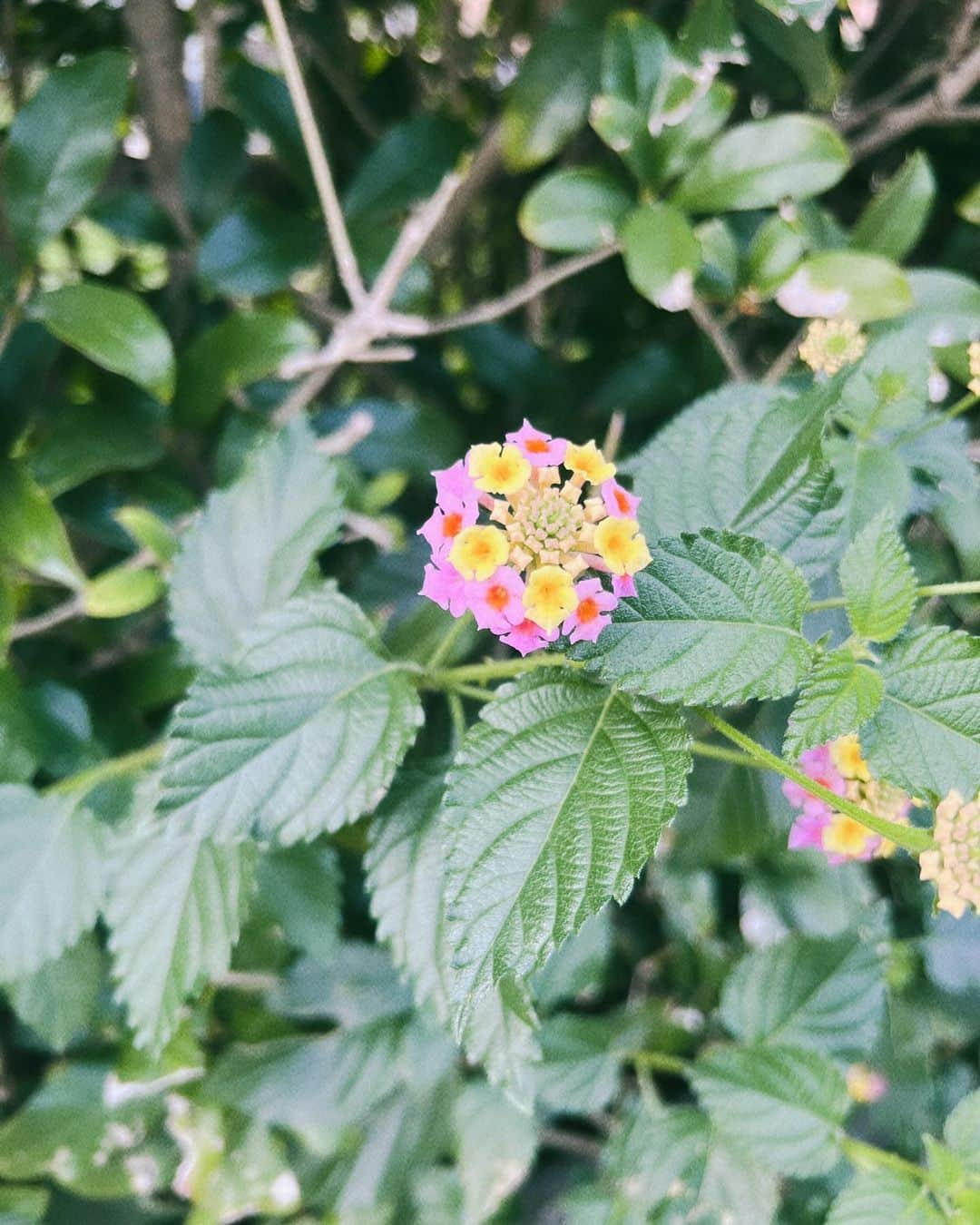 藤澤ノリマサさんのインスタグラム写真 - (藤澤ノリマサInstagram)「*  朝から窓を全開で作業しても、 暖かくて過ごしやすい東京です🗼  皆さんお住まいの地域はいかがですか？  今朝、ジョギングをしてる時に またまたお花を発見！  見たことないお花でした。 なんて言うお花？  #藤澤ノリマサ #今日も #暖かい #毎日 #辛いけど #ジョギング #持続性 #継続は力なり #お花 #名前がわからない #サイン書き #頑張ってます #もう少し待っててね #ごめんなさい  *」11月5日 12時54分 - fujisawa_0308