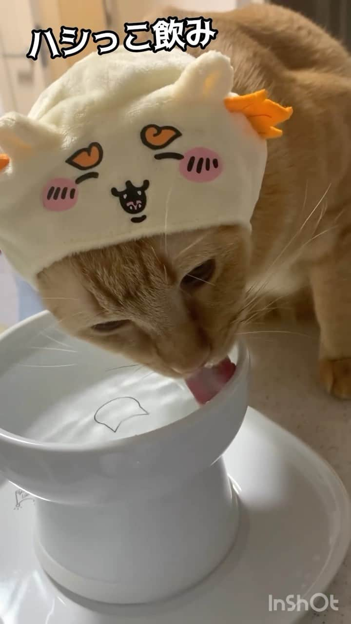 猫壱（ねこいち•ネコイチ）のインスタグラム：「端っこでゴクゴク🐾 真ん中よりも端の方が飲みやすいのかな？  @chatora_daikichi さん お写真をありがとうございました😊 お写真の商品は #ハッピーダイニング　#脚付ウォーターボウル ハイタイプ　と#ハッピーダイニング食器トレー シングル でした🐈  :::::::::猫壱 :::::::   猫壱商品を使ってくれている写真や動画に【猫壱写真館】のハッシュタグをつけてポストしてください✨  猫壱SNSなどでリポスト・紹介されるかも？！  猫壱HPにも掲載されるチャンスも🥺  ぜひ皆さんハッシュタグをつけてポストしてくださいね🥺    @necoichicojp のハイライトから応募要項をチェックして是非ご応募くださいね❤   Reproduction is  prohibited.  ...........................................................................  #猫壱写真館  #猫壱 #necoichi #猫好きさんとつながりたい  ...........................................................................」