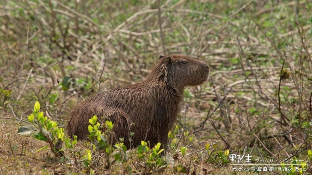 渡辺克仁のインスタグラム：「おはようございます。 #カピバラ #水豚 #capybara #おはよう」