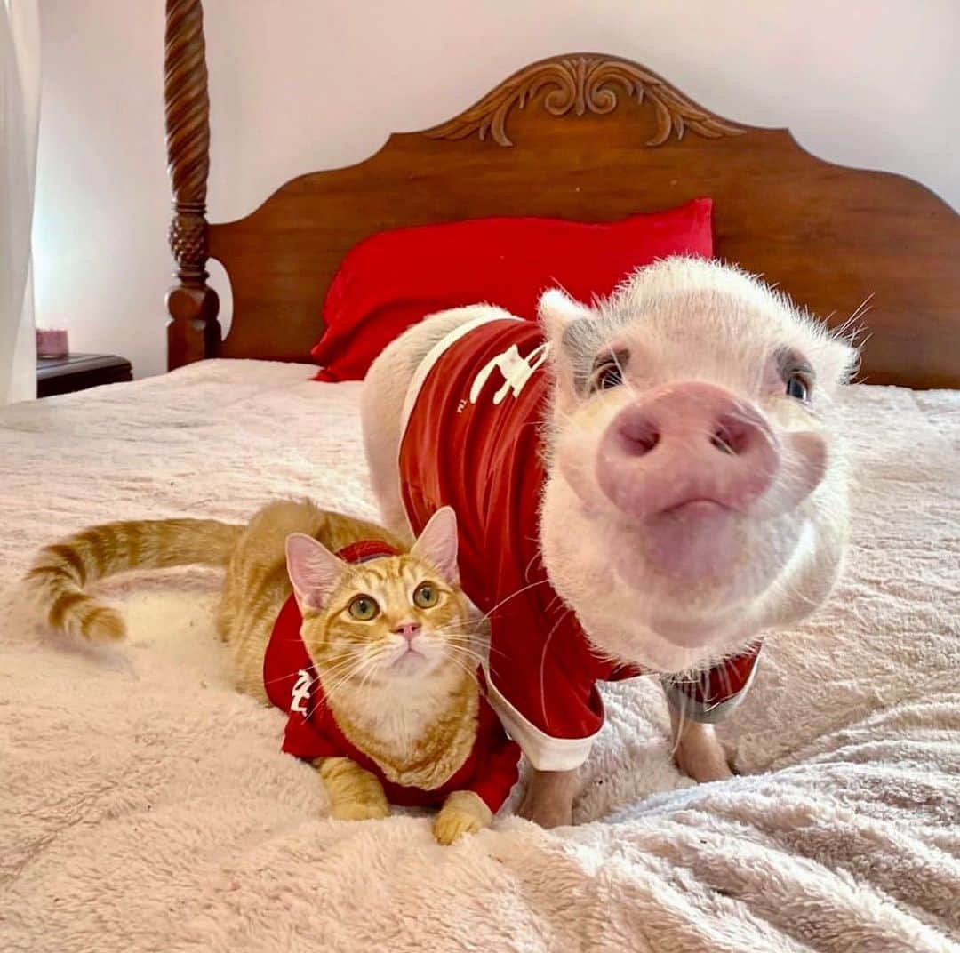 Priscilla and Poppletonさんのインスタグラム写真 - (Priscilla and PoppletonInstagram)「It’s that time of year when Silly Pop puts a Crimson Tide jersey on Tigger, so he’s not mistaken for a LSU Tiger. Alabama has a big game tonight. We are ready to cheer them on. Can we get a ROLL TIDE?🐷🅰️🐱 #RollTide #PopandTigger #GoBama #BeatLSU #PrissyandPop」11月5日 8時31分 - prissy_pig