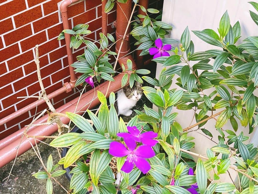 さんのインスタグラム写真 - (Instagram)「最近のにゃんたち。  #猫 #猫のいる暮らし #猫好きさんと繋がりたい  #cat」11月5日 8時55分 - fujimoriai