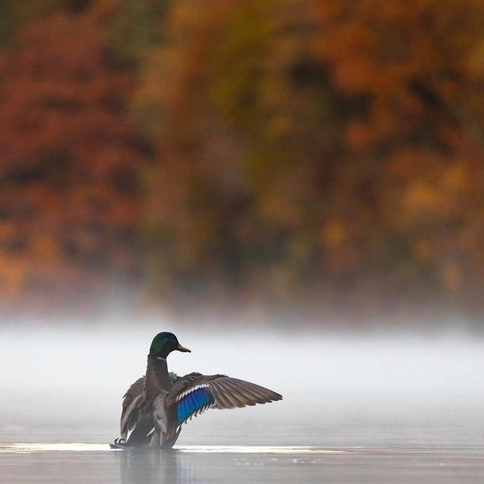 thephotosocietyさんのインスタグラム写真 - (thephotosocietyInstagram)「Photos by @TimLaman // Yesterday morning at Walden Pond.  It’s that time of the fall when it starts getting cool at night, and at sunrise there is beautiful mist on the pond because the water is so much warmer than the air.  When I’m not traveling the world on assignment, Walden Pond is one of my local nature outlets here in Massachusetts.  Follow @TimLaman to see more from my #WaldenPondCollection. #WaldenPond #Fallcolors #HDT #HenryDavidThoreau #Concord #Massachusetts #NewEngland #Nature」11月5日 8時55分 - thephotosociety