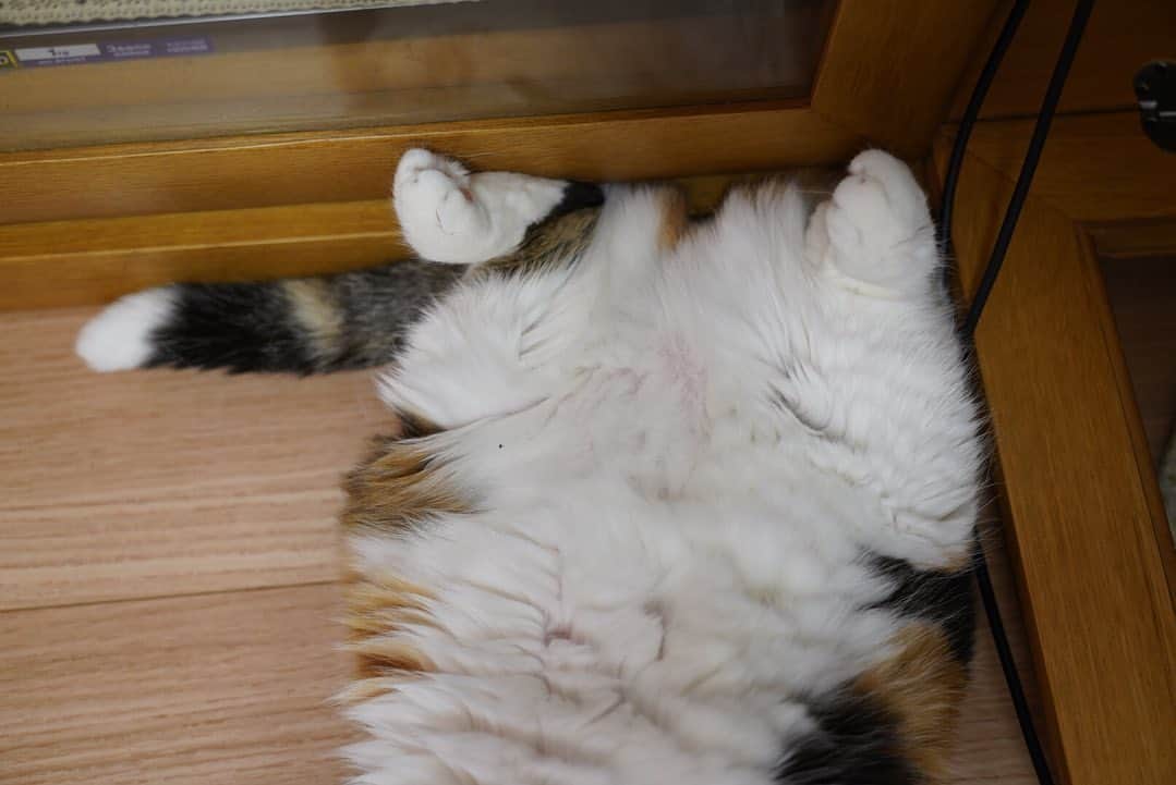 みかんさんのインスタグラム写真 - (みかんInstagram)「.  ゴロニャンみかんちゃん😍  #みかん #cat #catstagram」11月5日 8時59分 - aja.ri
