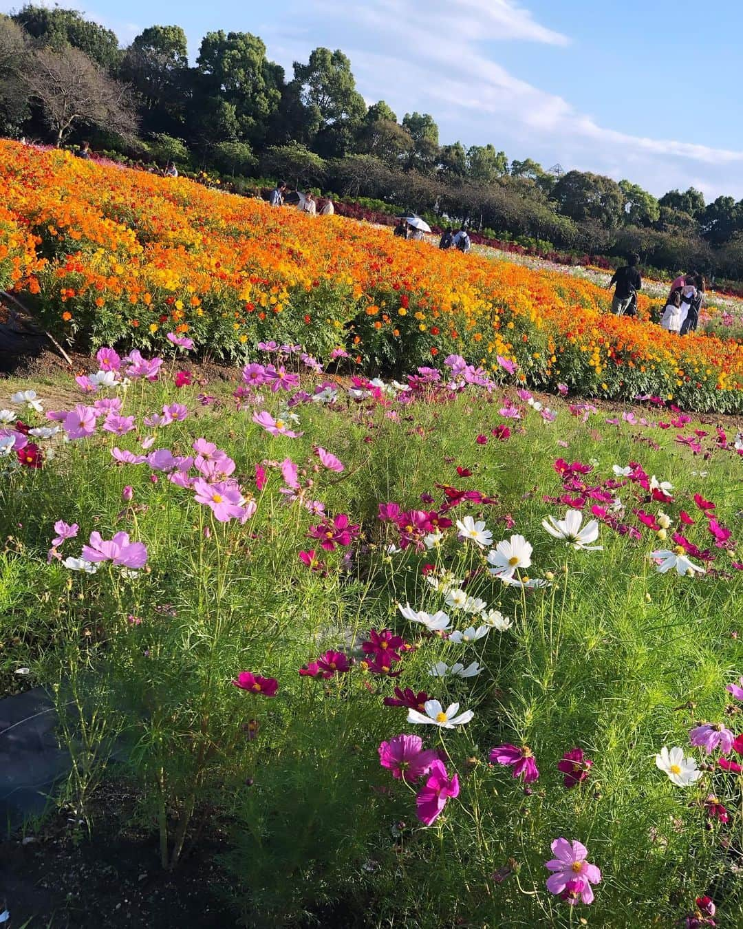 風凛水花のインスタグラム