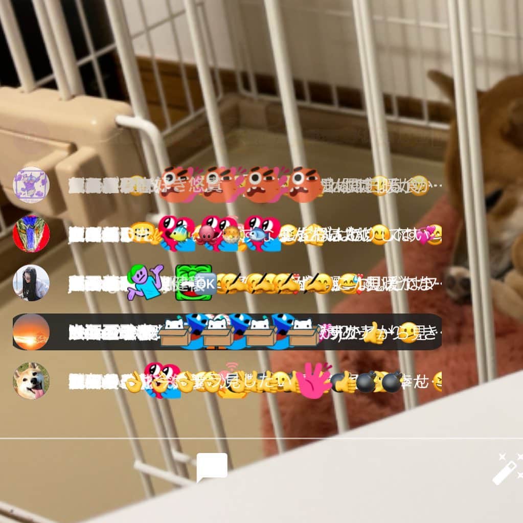 柴犬小春のインスタグラム：「昨夜のYouTube LIVEの文字化け。 他の配信者さんもなってたみたいだし、そのうち改善されるのかな？ お付き合い下さった皆様ありがとうございました。」