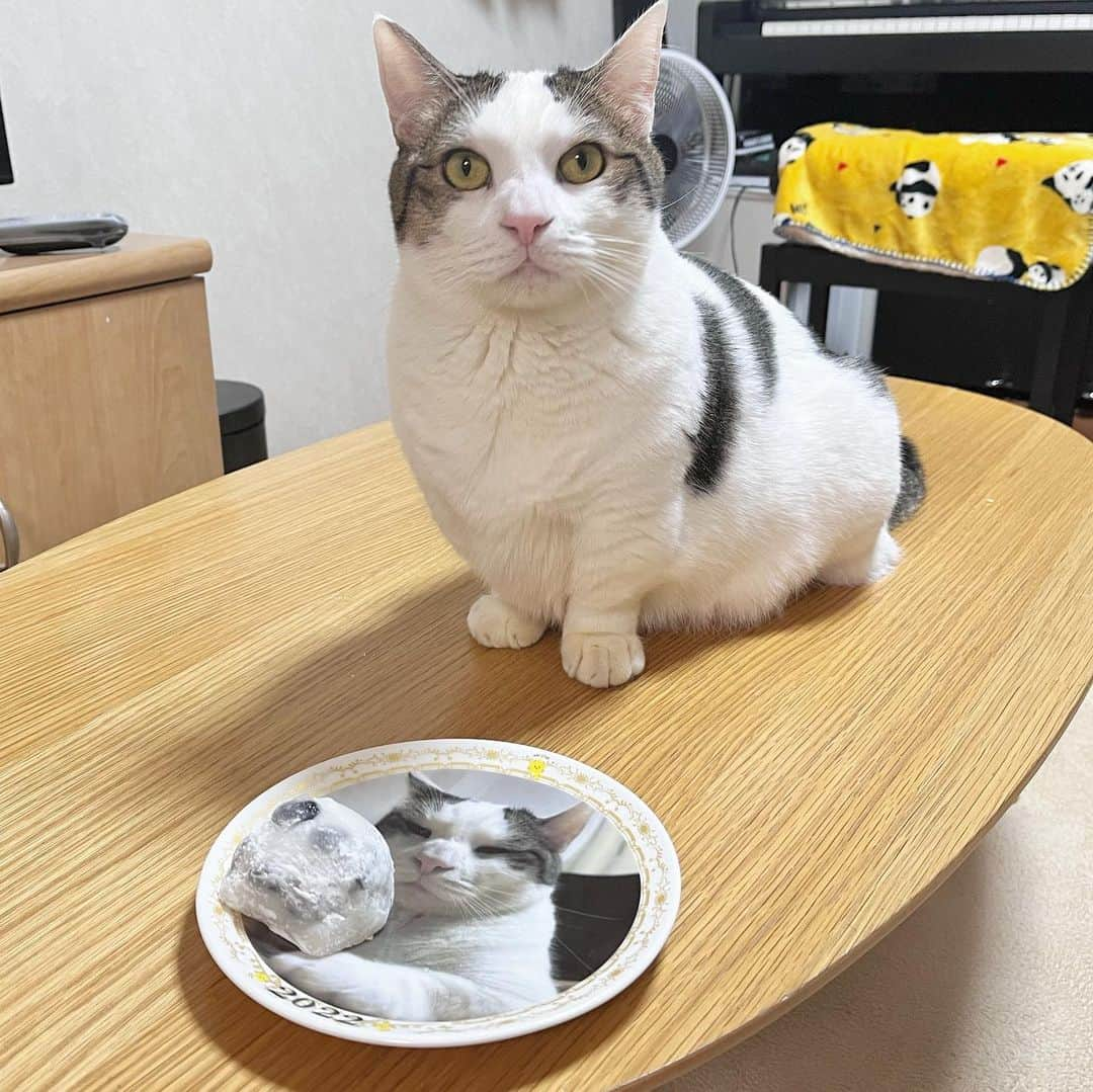 ひのき猫のインスタグラム：「豆大福と豆大福と豆大福  割引なしの和菓子屋の豆大福。 豆大福が豆大福を食べてるように、盛り付けてみました✨  ・ ・ ・  #ひのき猫  #豆大福  #かける3  #ぽっちゃり猫  #かわいい猫  #ねことの生活  #猫部  #にゃんすたぐらむ  #スリーショット #cat  #catstagram  #cutecat」