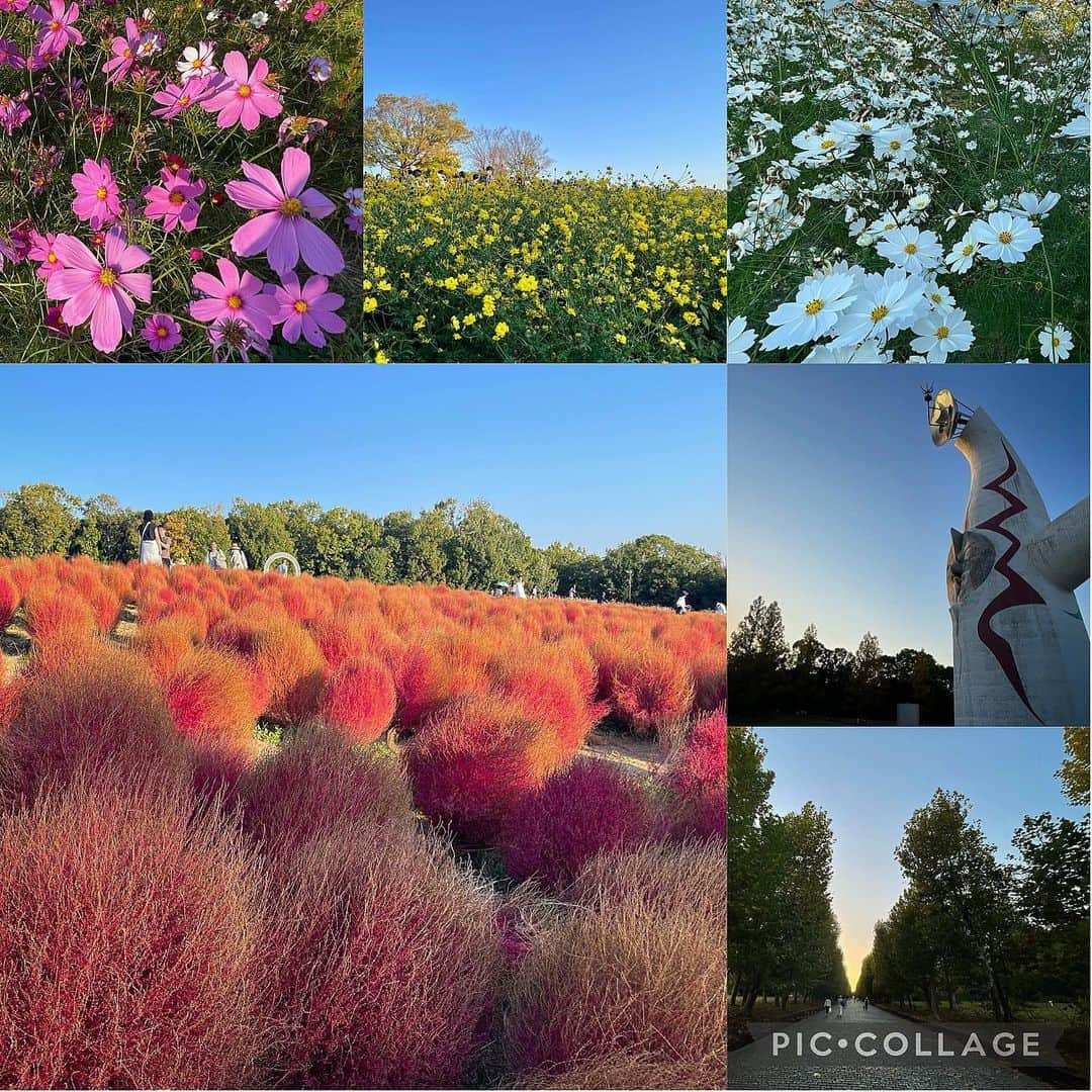 ecruのインスタグラム：「2023/11/05 (sun) 連休の振り返りを。 連休初日は、久しぶりに息子も一緒に夫の実家へ行きました。 ・ お昼ご飯を食べた後、突然万博公園へ歩きに行こう！という話になり、みんなでウォーキング。 季節のお花が咲く丘には、色とりどりの秋桜にコキアも。 可愛いかった〜！ 太陽の塔まで歩き、気付いたら日が暮れていました。 ・ 以前は歩く習慣がなく、少しの距離でもすぐ車に乗っていましたが、たくさん歩けたことが嬉しい休日になりました。 寒くなる前に、また歩きに出かけられたらいいなぁ😊 ・ #万博記念公園 #ウォーキング #お出かけ #flower #秋桜 #コキア #太陽の塔 #休日」