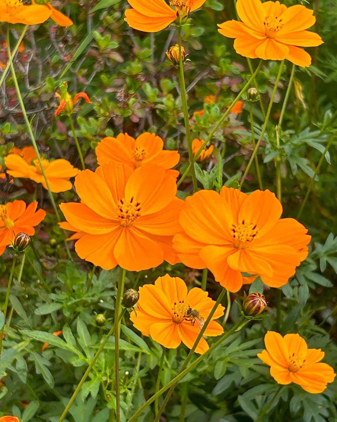 荒井麻珠のインスタグラム：「可愛いお花あったから撮ろうと思ったら蜂🐝も来た🌼 ちょっとだけビックリしたけど一緒に写ってくれて嬉しい一日の始まり💭  今日も素敵な日にしようね☕️」