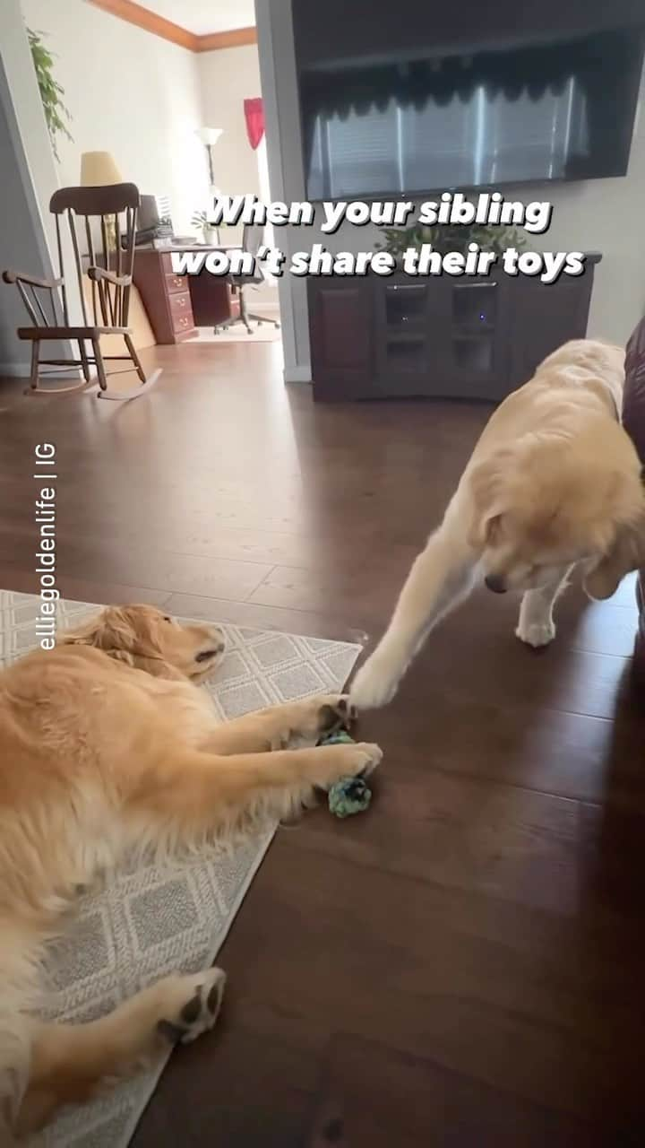 8crapのインスタグラム：「Excuse me imma steal yr toy now thamks 📹 @elliegoldenlife - #barked #dog #doggo #GoldenRetriever #GoldenRetrievers」