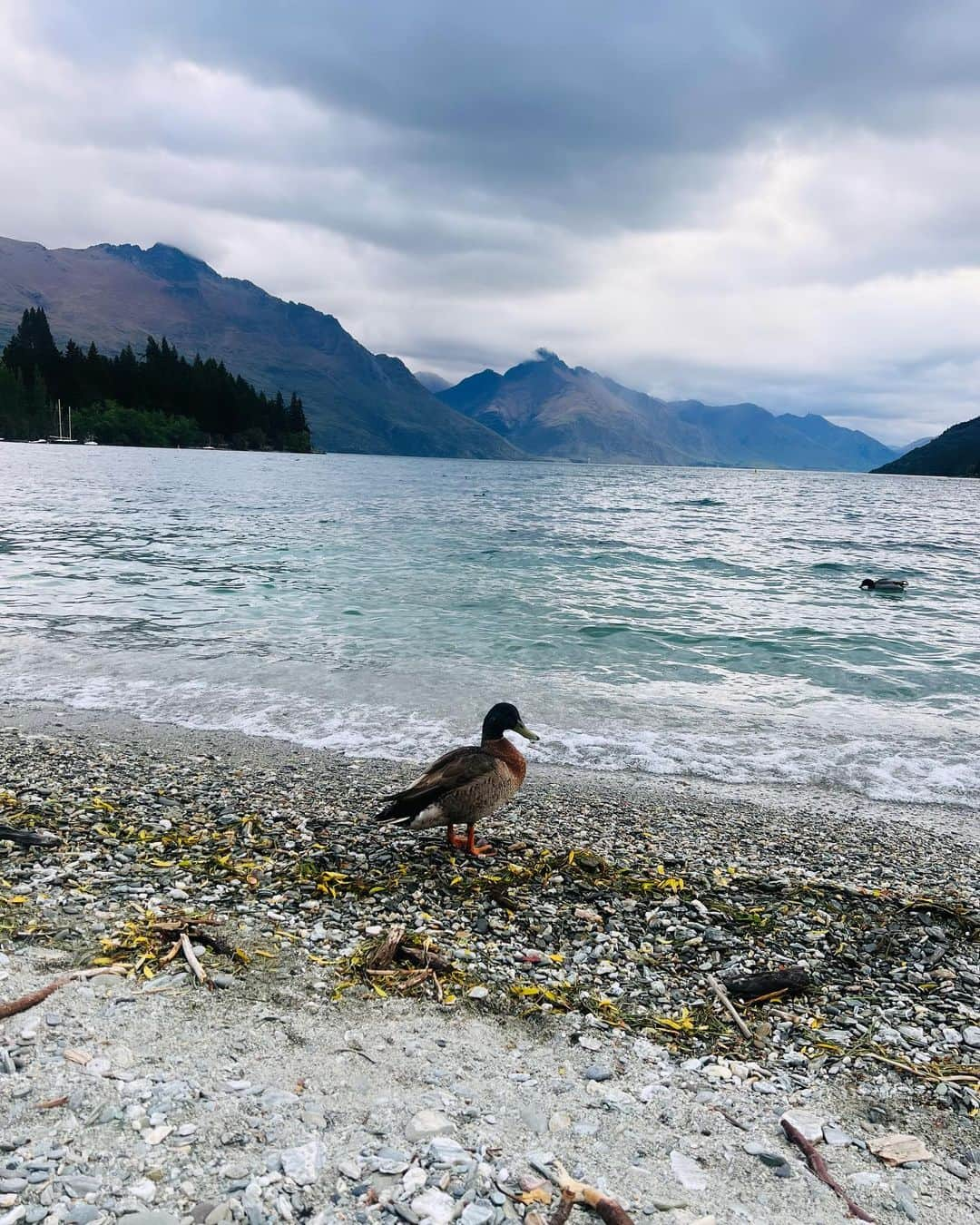 宮本美季のインスタグラム：「Trip in NZ❤️ Queens town is the most beautiful city I've ever been to. 自然の美しさに息を呑む街，クイーンズタウン。街の人たちの温かさと、自然と街の見事なブレンド感が、完璧過ぎる街！ ここで知り合った人たちも本当に良い人たちで、なんだかだいぶお気に入りの場所を見つけてしまった感じ❤️  #NZ #queenstown #reflesh #nature」