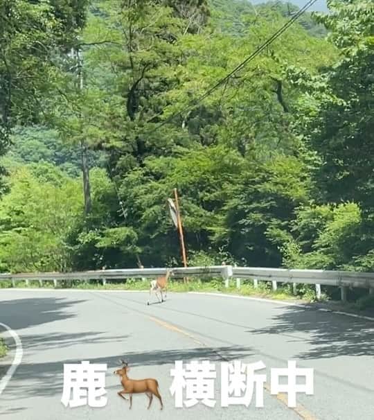 橋本志穂のインスタグラム：「今年の春　鹿横断中　 山の道はゆっくり走ろうね‼️  #野生動物 #鹿」