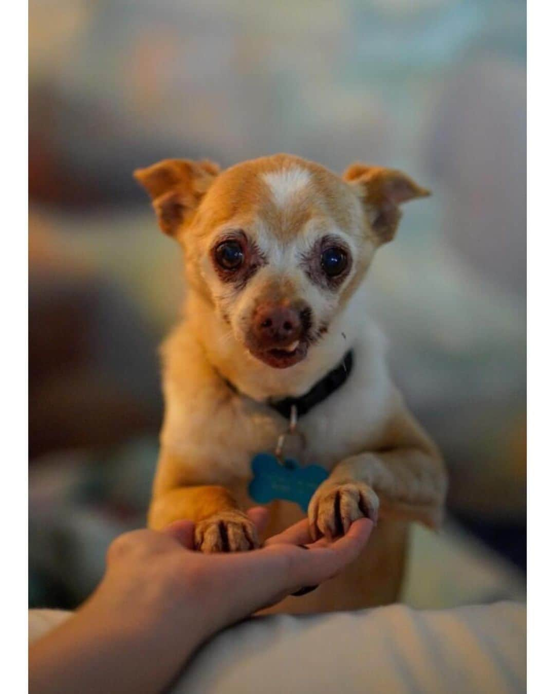 クリスティン・デイヴィスさんのインスタグラム写真 - (クリスティン・デイヴィスInstagram)「I went to the most wonderful event today! @bestfriendsanimalsociety hosted so many wonderful local rescues at a Super Adoption event at L.A. State Historic Park. This is Dr. Mantis Toboggan !! He is being cared for by @pacificpupsrescue . Today 61 dogs and 84 cats were adopted 🙌🏼♥️ If you are thinking of getting a new bundle of love , you can go tomorrow 10-4 . Thank you everyone who adopted today and to all of the rescues!  #nokill2025  #SaveThemAll」11月5日 10時26分 - iamkristindavis