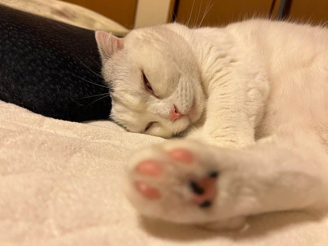 KAORUさんのインスタグラム写真 - (KAORUInstagram)「寝てるだけ😴 なのにずっと見ていられる☺️ ちょっとシンクロしてるの可愛い🥰  #諭吉と幸来 #ゆきさく #猫のいる暮らし」11月5日 10時27分 - yukisaku_88