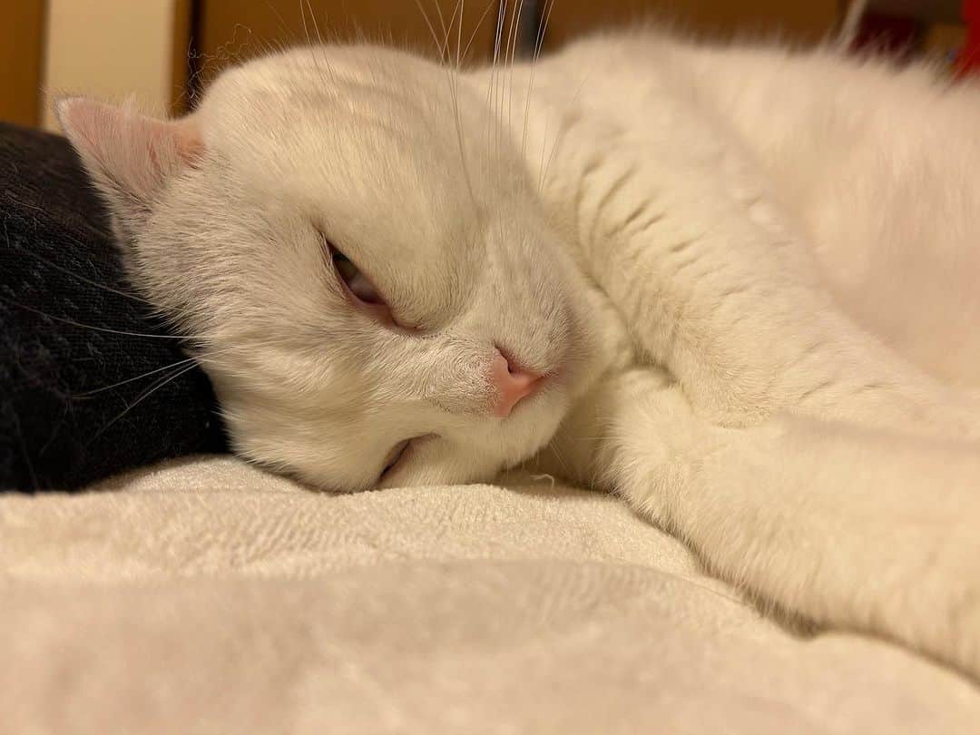 KAORUさんのインスタグラム写真 - (KAORUInstagram)「寝てるだけ😴 なのにずっと見ていられる☺️ ちょっとシンクロしてるの可愛い🥰  #諭吉と幸来 #ゆきさく #猫のいる暮らし」11月5日 10時27分 - yukisaku_88