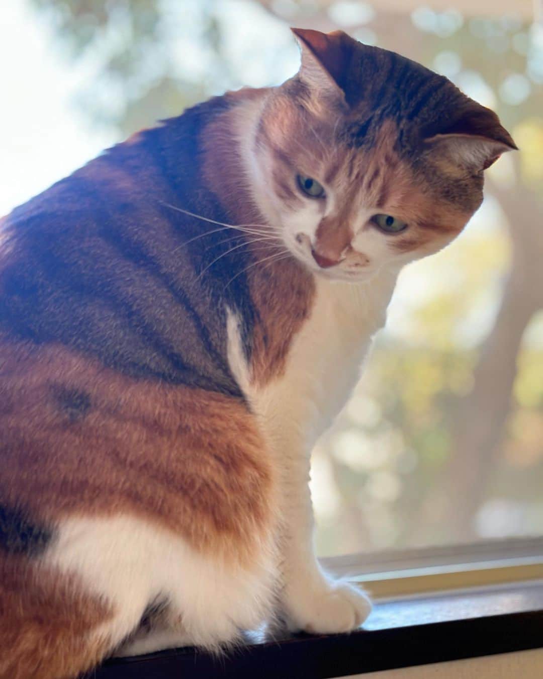 山田稔明さんのインスタグラム写真 - (山田稔明Instagram)「おはよ。窓際のチミータ。 #ポチ実 #三毛猫」11月5日 10時46分 - toshiakiyamada